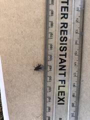 Spilostethus trilineatus