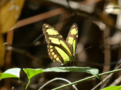 Philaethria dido