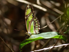 Philaethria dido