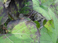 Tenthredo mandibularis