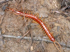 Scolopocryptops spinicaudus