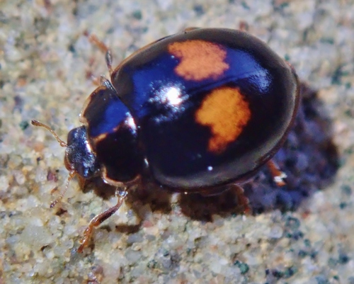 Cream-spotted Ladybird