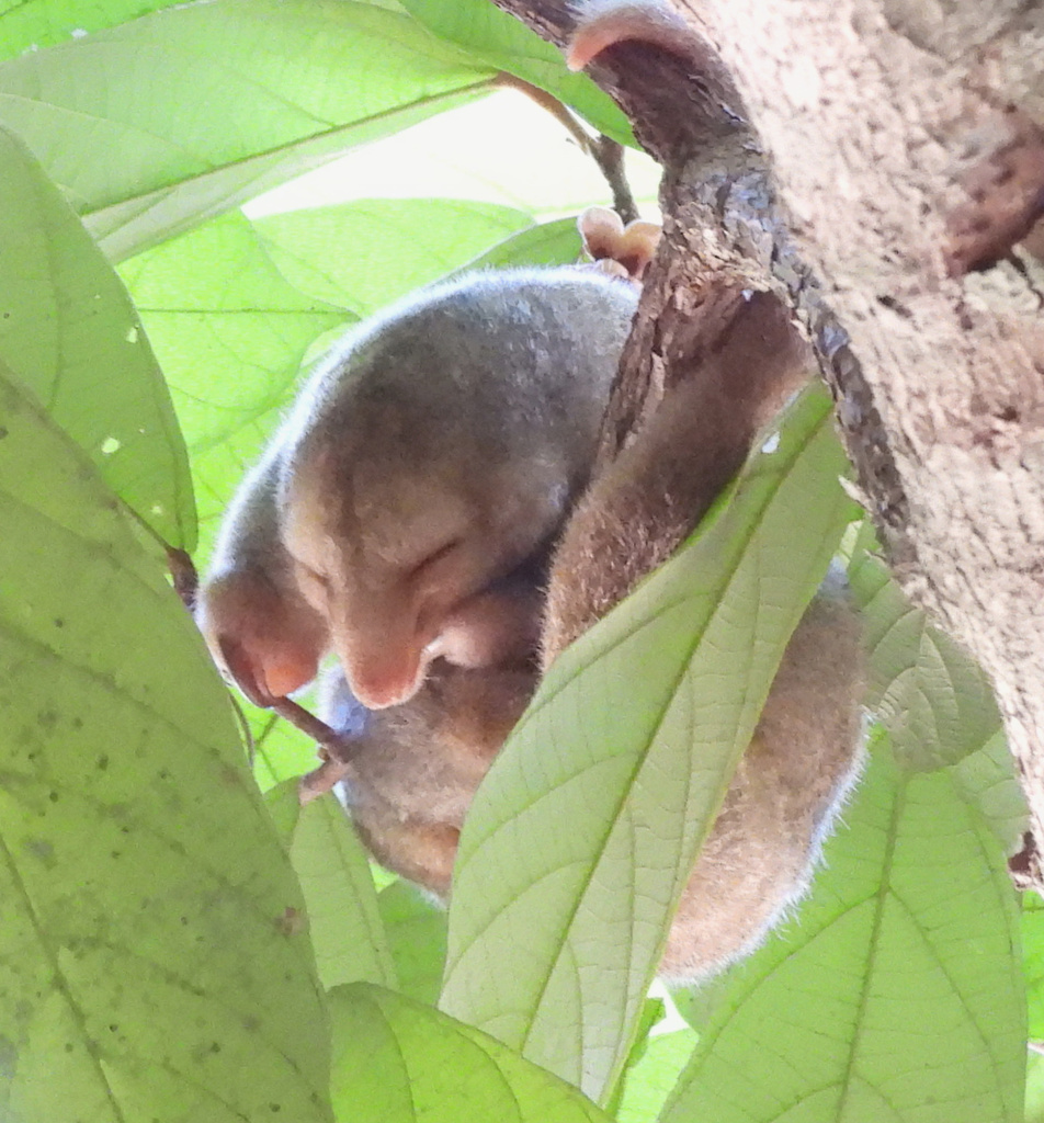 Cyclopes xinguensis