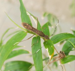 Tuberculiformia subinermis