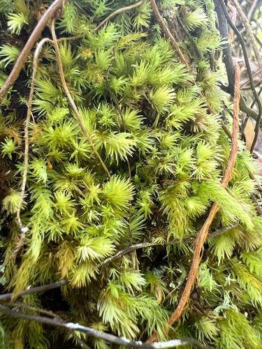 Leucobryum gracile observed 2025-07-16