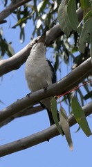 Todiramphus sordidus