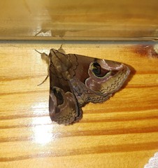 Ommatophora luminosa