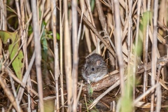 Oryzomys palustris