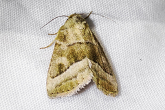 Ogdoconta moreno