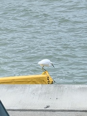 Egretta thula