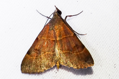 Hemeroplanis rectalis