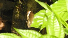 Mycalesis anaxias