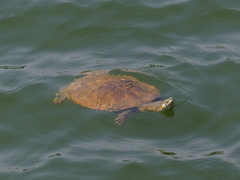 Phrynops geoffroanus