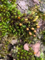 Orthotrichaceae