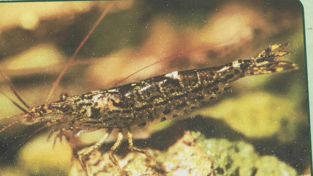 Hawaiian filter shrimp