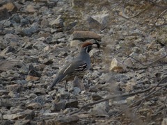 Callipepla gambelii