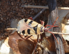 Probergrothius angolensis