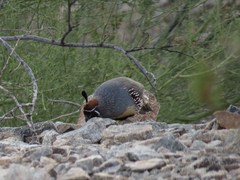 Callipepla gambelii