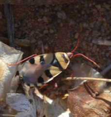 Probergrothius angolensis