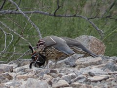 Callipepla gambelii