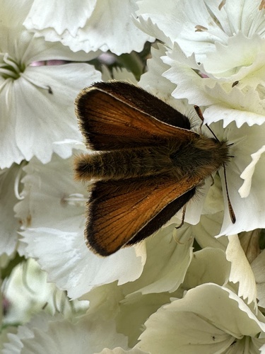 Photo of Small Skipper (Thymelicus sylvestris)