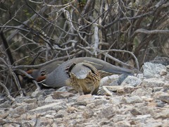 Callipepla gambelii