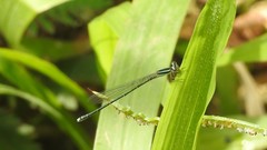 Aciagrion occidentale
