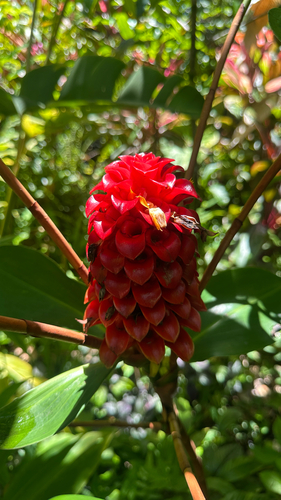Indonesian wax ginger (Tapeinochilos ananassae)