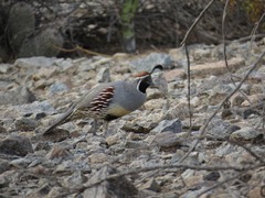 Callipepla gambelii