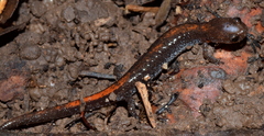 Plethodon angusticlavius