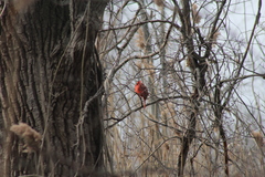 Cardinalis cardinalis cardinalis