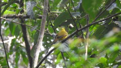 Iole indica
