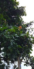 Pachira