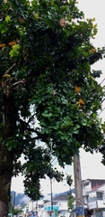 Pachira