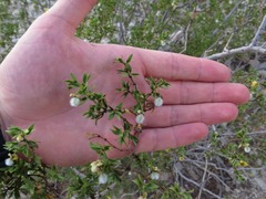 Larrea tridentata