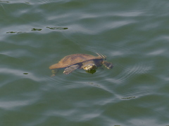 Phrynops geoffroanus