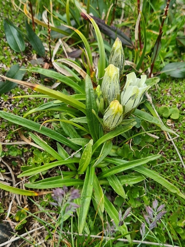 Gentiana frigida, photograph 6