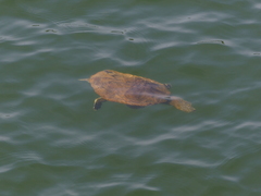 Phrynops geoffroanus