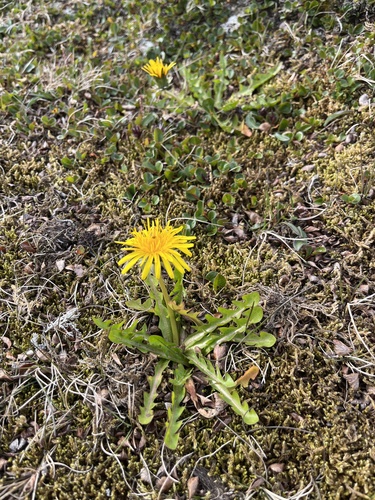Taraxacum acromaurum