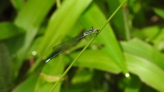 Aciagrion occidentale