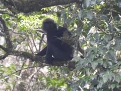 Semnopithecus johnii