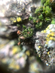 Orthotrichaceae