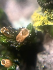 Orthotrichaceae
