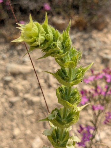 Sideritis perfoliata, photograph 5