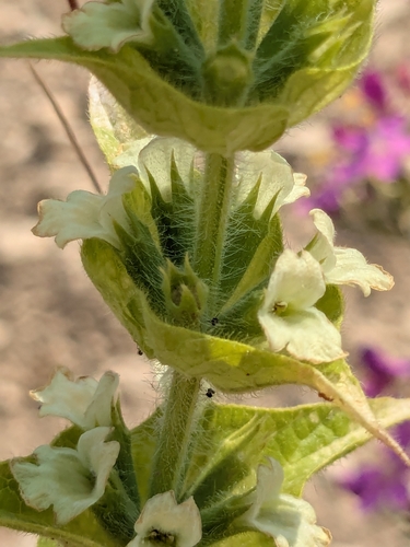 Sideritis perfoliata, photograph 6