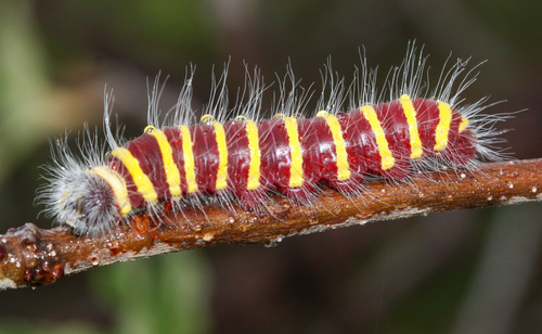 Dull Firetip photo 2