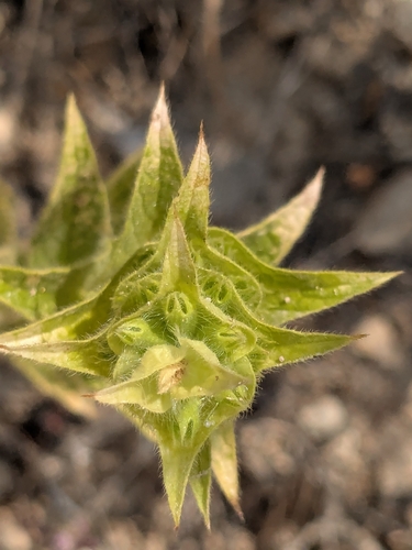 Sideritis perfoliata, photograph 4