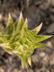 (c) Marios Thoma, some rights reserved (CC BY) Sideritis perfoliata, photograph (c) Marios Thoma, some rights reserved (CC BY)