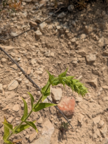 Sideritis perfoliata, photograph 1