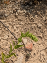 (c) Marios Thoma, some rights reserved (CC BY) Sideritis perfoliata, photograph (c) Marios Thoma, some rights reserved (CC BY)